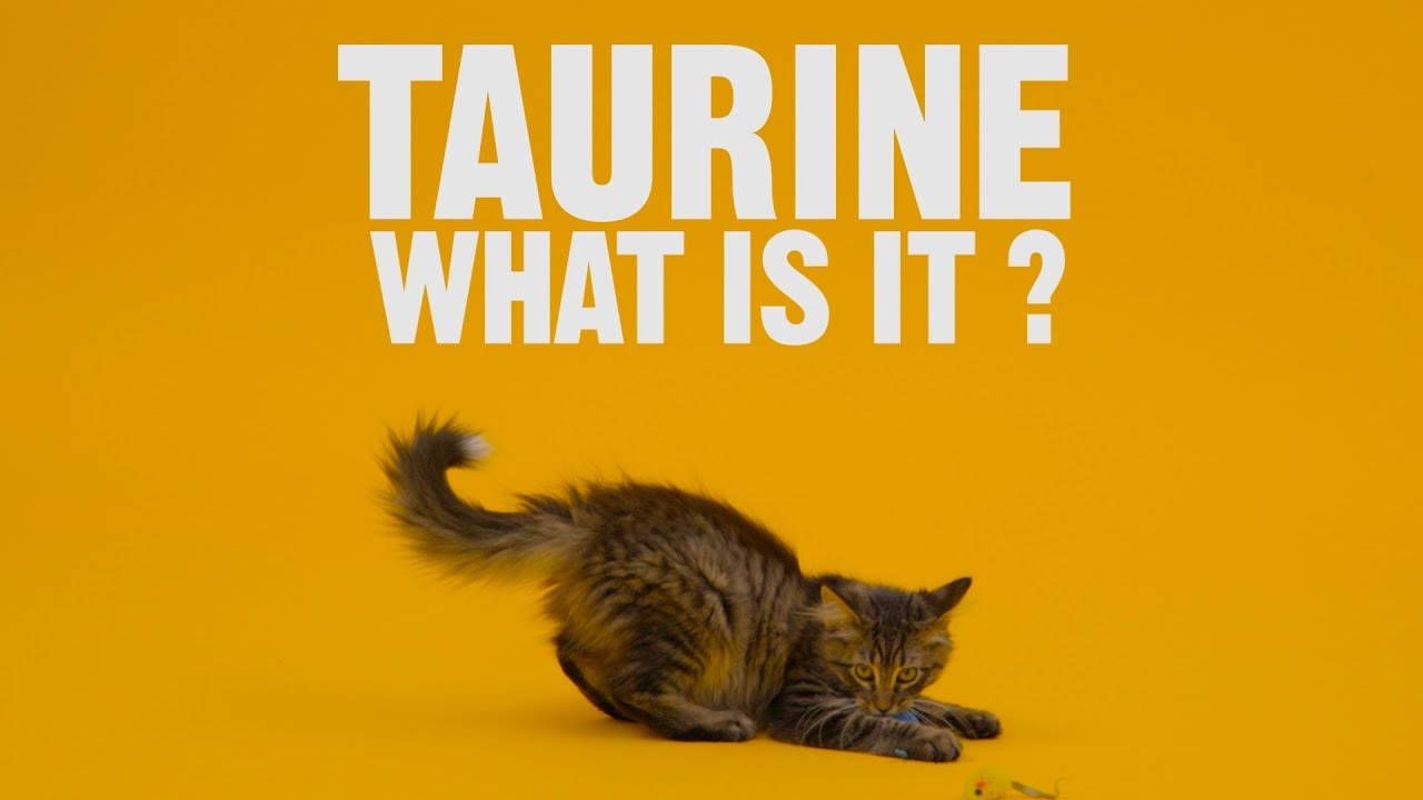 Taurine And Cats, By Kevin Meehan