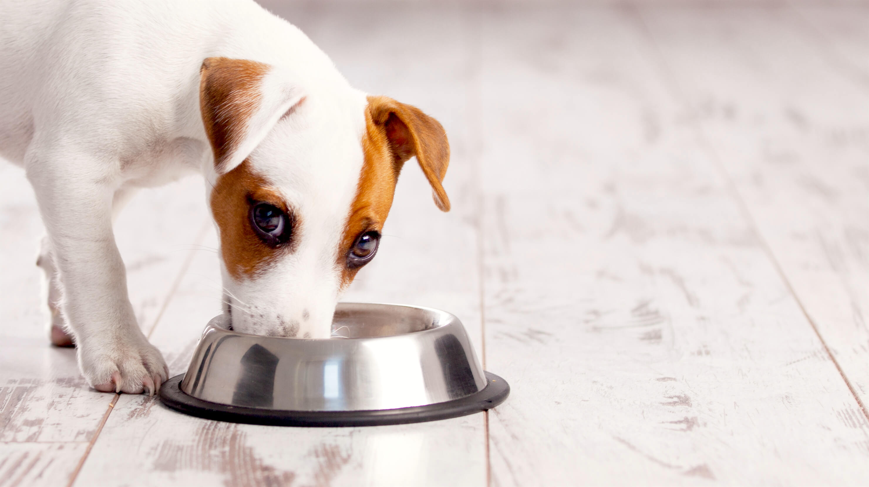 Picking the Right Dry Dog Food for Your Dog