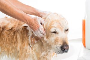 Be sure to keep the shampoo off the dog's eyes.