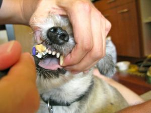 Your dog's oral health greatly depends on his diet.