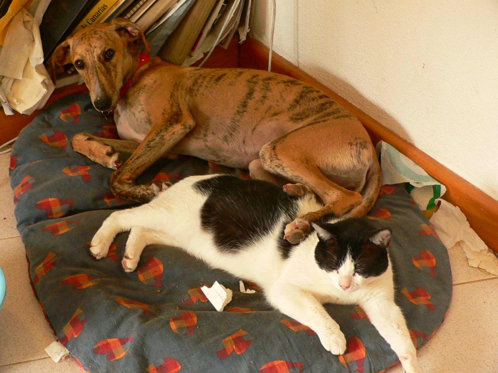 Greyhounds are best dog for cat lovers.