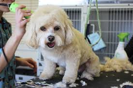 Dogs also need grooming regularly.